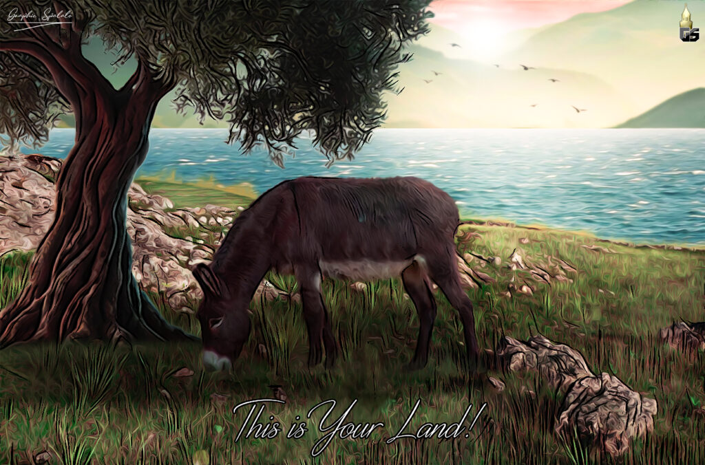 donkey olive, south, mediterranean, dalmatia, split, sea